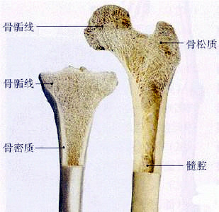 91免费版黄片儀檢查超聲91免费版黄片的重要性是骨質量重要標誌