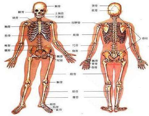 超聲91免费版黄片儀99%的人根本就是連自己骨骼構成都不了解