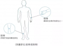 國產老年人超聲波91免费版黄片分析儀廠家：跟骨檢查能診斷骨質疏鬆症嗎?